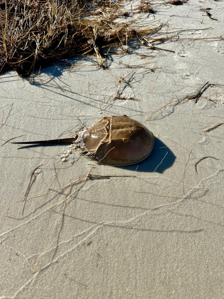 Horseshoe crab at Horn Island Barrier Islands Gulf Shore Mississippi