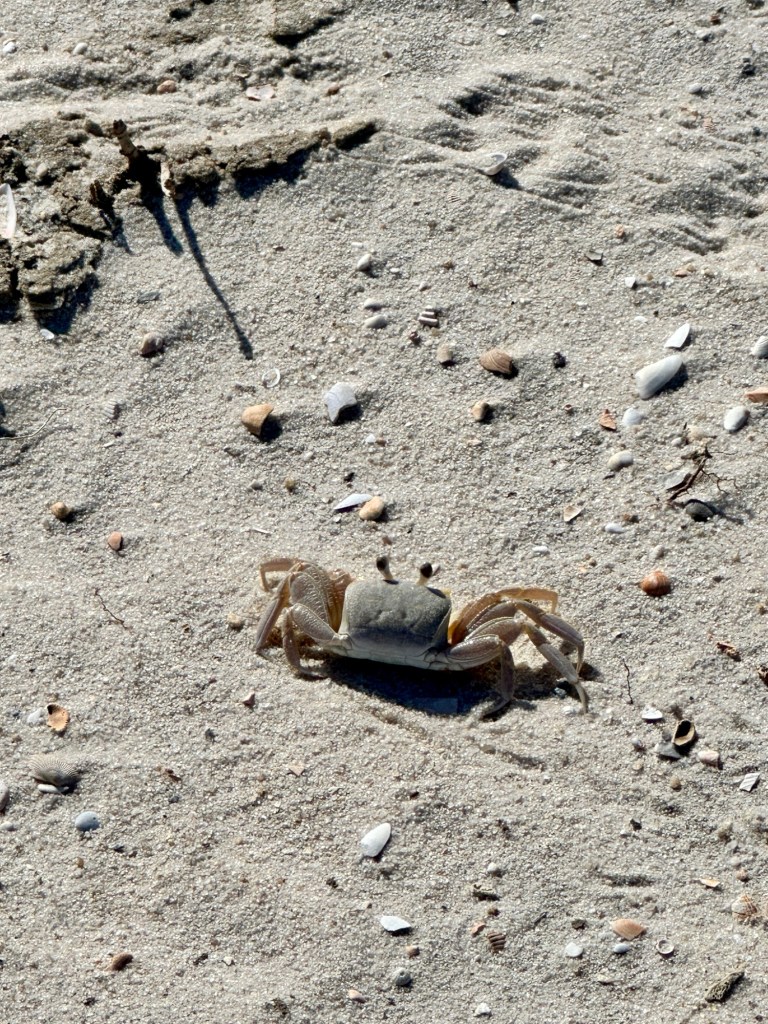 Sand crab at Horn Island Barrier Islands Gulf Shore Mississippi