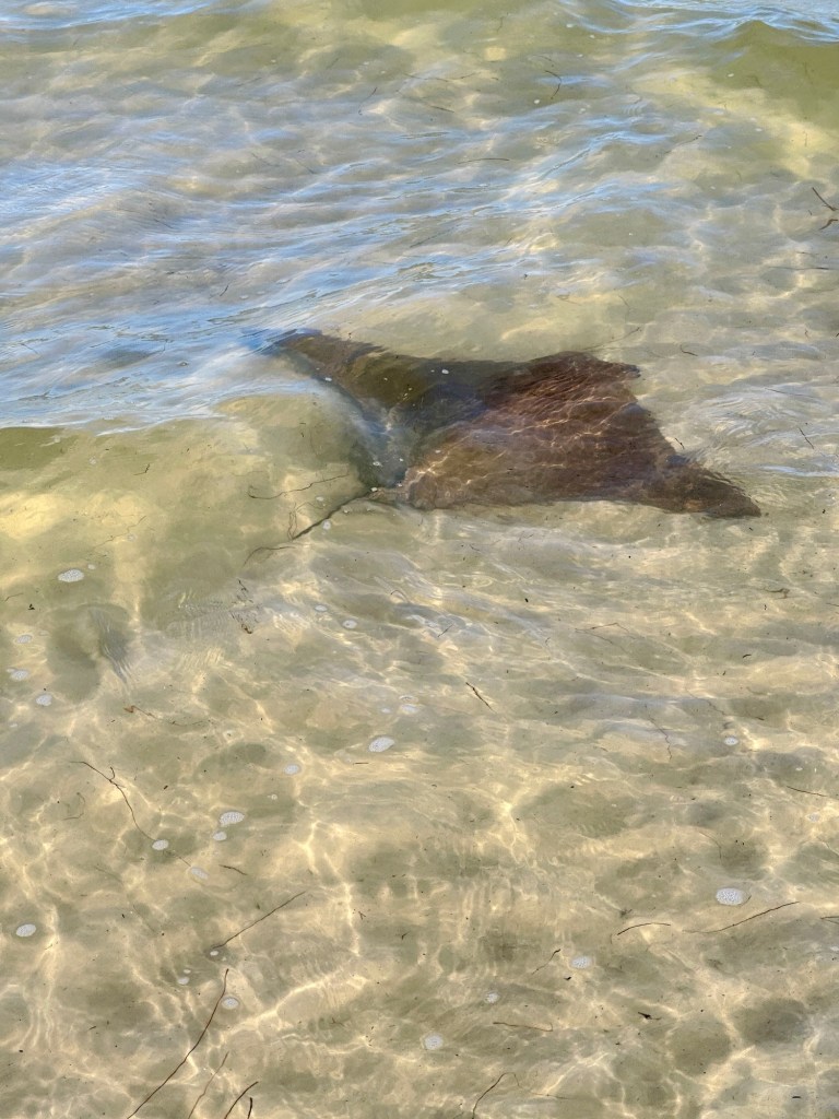 Cow Nose Rays at Horn Island Barrier Islands Gulf Shore Mississippi