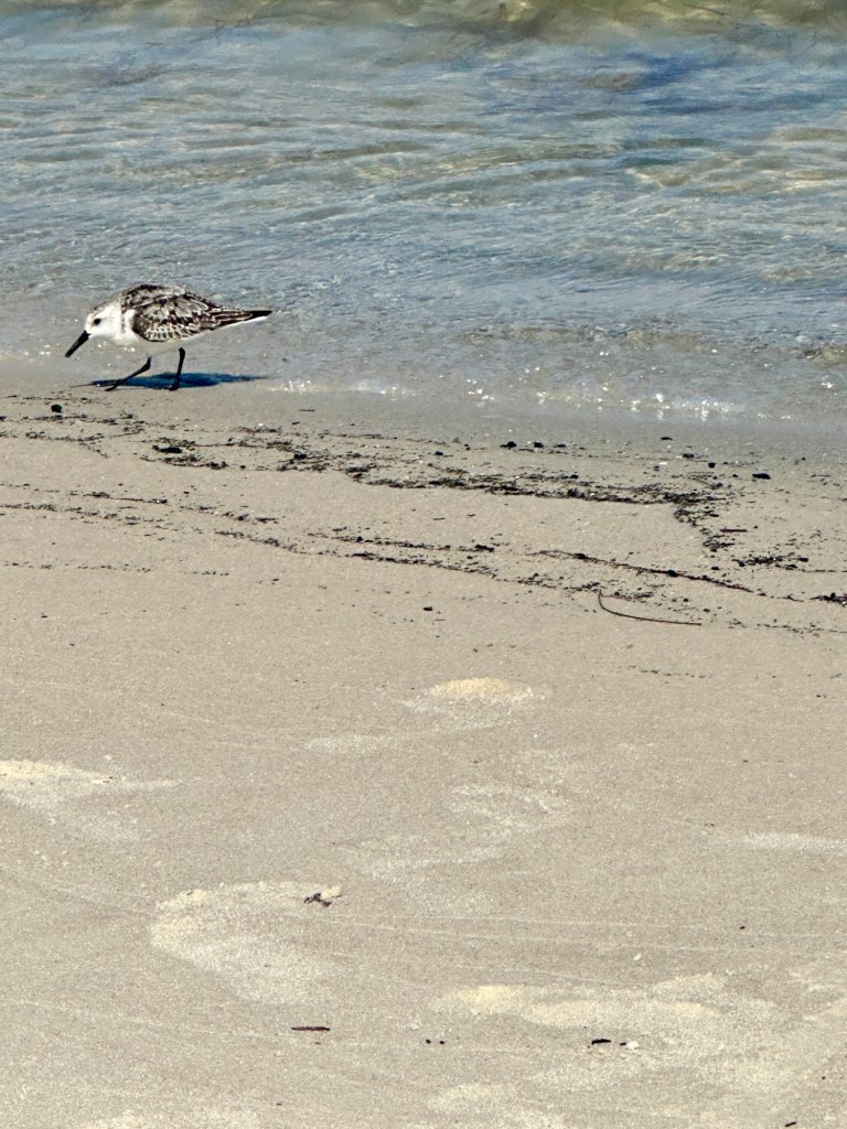Sanderlings at Horn Island Barrier Islands Gulf Shore Mississippi