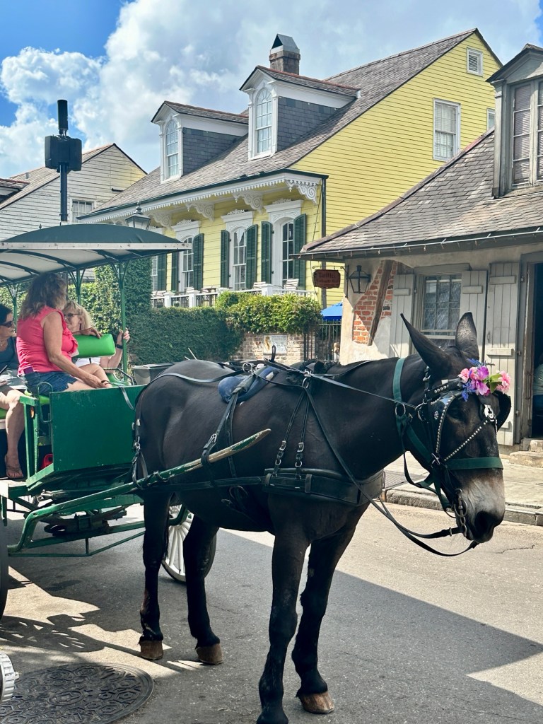 Mule with tourists in the French Quarter New Orleans