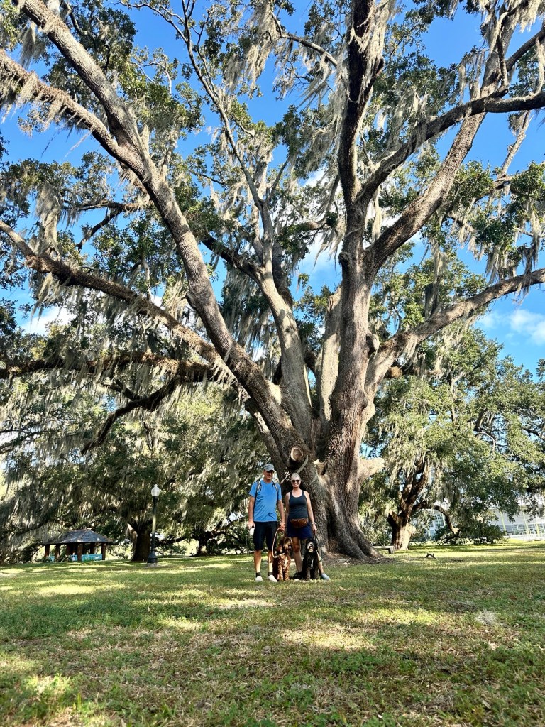 New Orleans City Park old growth oak trees.
