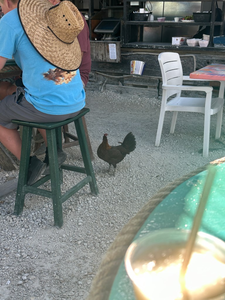 Chicken in a bar in Key West, Florida