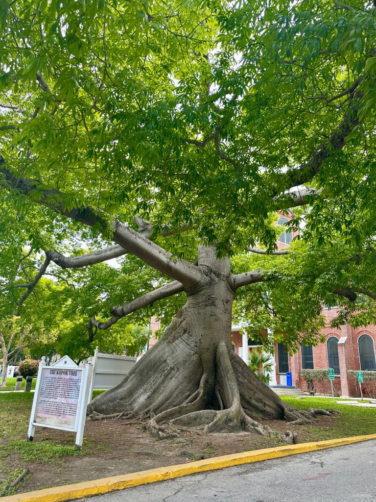 The Kapok Tree Key West Florida