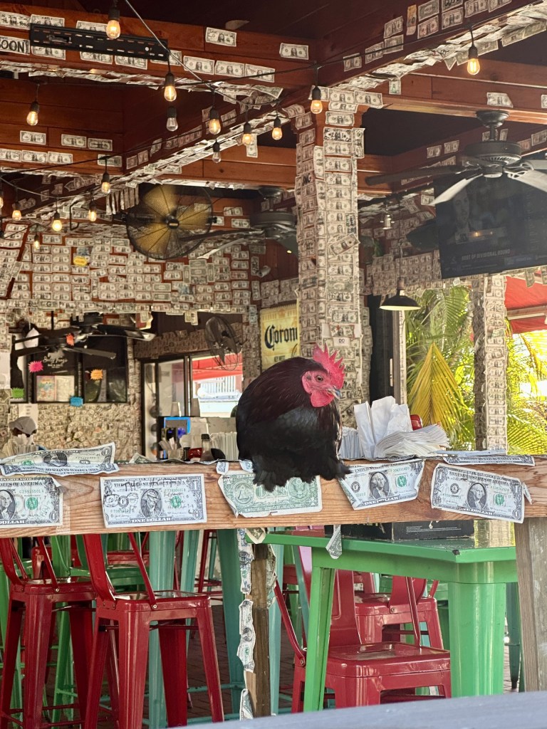 Chicken in a bar in Key West Florida