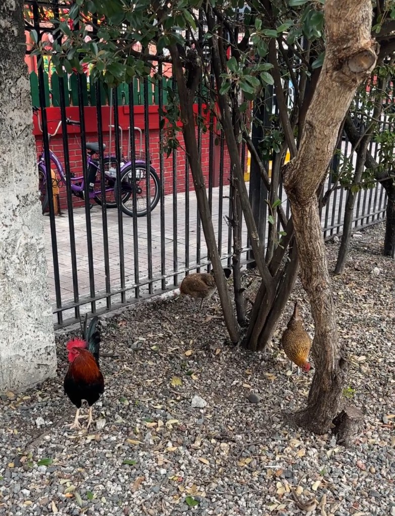Chickens roam in Key West Florida